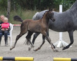 dressage horse Golden Grey's Highlight (German Riding Pony, 2021, from Golden Grey NRW)