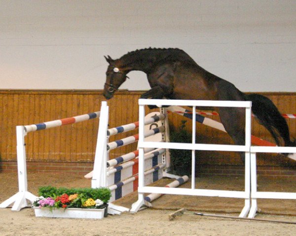 broodmare Pasqua (Oldenburg, 2009, from Galant de Semilly 2)