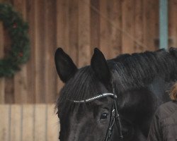 dressage horse Magic Mayfair (Trakehner, 2016, from Windsor)