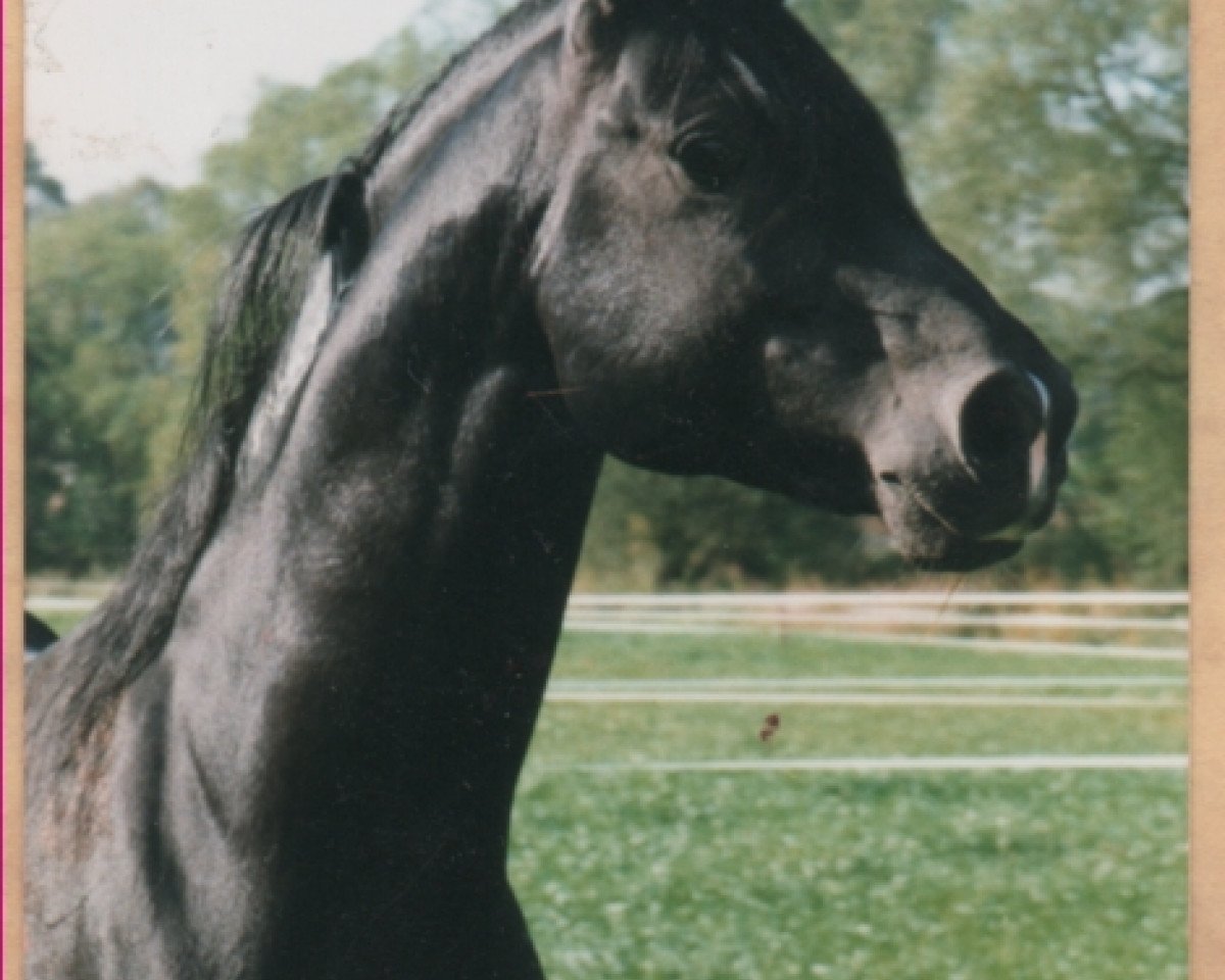 stallion El-Asaran ox (Arabian purebred, 1987, from El Aswad 1974 EAO)