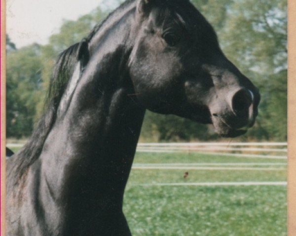 stallion El-Asaran ox (Arabian thoroughbred, 1987, from El Aswad 1974 EAO)
