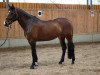 broodmare Cloudyna F (Holsteiner, 2006, from Calido I)