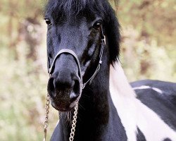 dressage horse Hokus Pokus (Lewitzer, 2005, from Harlekin)