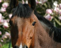 broodmare M-Celine (Holsteiner, 1997, from Coriander)