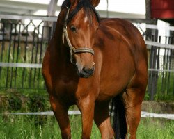 broodmare Cindy Lou 11 (Westphalian, 2007, from Indoctro)