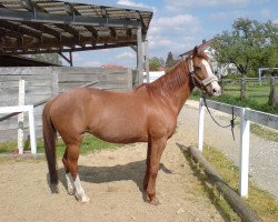 Pferd Cymric Farina (Deutsches Reitpony, 1990, von Flammenstoß xx)