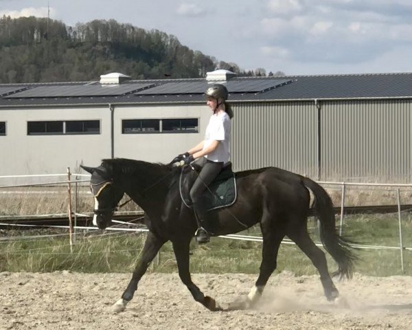 Pferd Selina 39 (Trakehner, 1997, von Sarastro)