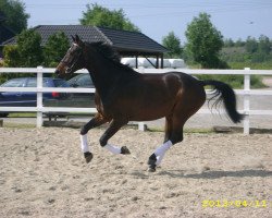 dressage horse Sam Brown (Westphalian, 2006, from Show Star)