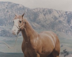 Deckhengst Mr Gun Smoke (Quarter Horse, 1961, von Rondo Leo)