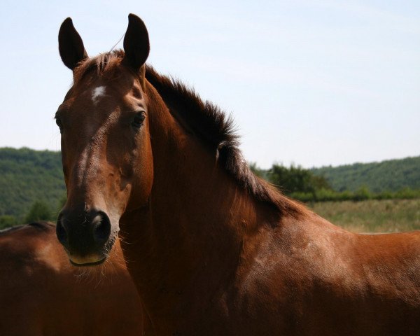 dressage horse Dream 22 (Hanoverian, 1994, from Donnerschlag)