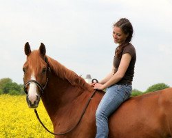 jumper Hot Chili 2 (German Sport Horse, 2004, from Herkules)