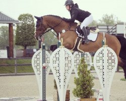 jumper Curlywurly 3 (Oldenburg show jumper, 2009, from Cevin Costner)