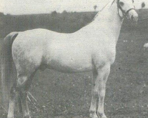 stallion Kohejl Ibn Mazepa 1920 ox (Arabian thoroughbred, 1920, from Mazepa I ox)