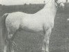 stallion Kohejl Ibn Mazepa 1920 ox (Arabian thoroughbred, 1920, from Mazepa I ox)