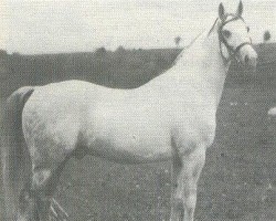 stallion Kohejl Ibn Mazepa 1920 ox (Arabian thoroughbred, 1920, from Mazepa I ox)