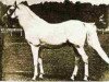stallion Mahomet 1913 ox (Arabian thoroughbred, 1913, from Orjent ox)