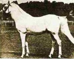 stallion Mahomet 1913 ox (Arabian thoroughbred, 1913, from Orjent ox)