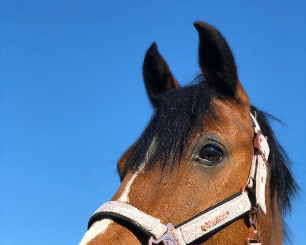 dressage horse Nikito 15 (German Riding Pony, 2007, from Seven Mountain Natan)