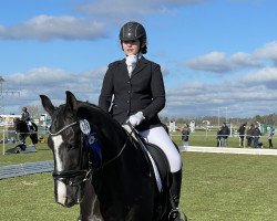 dressage horse Saltando (German Sport Horse, 2009, from San Muscadet)