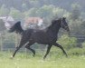 dressage horse Candyman 140 (Holsteiner, 2010, from Cancara)