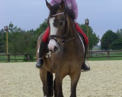 dressage horse Coole Socke de Luxe (German Riding Pony, 2009, from Classic Dancer II)