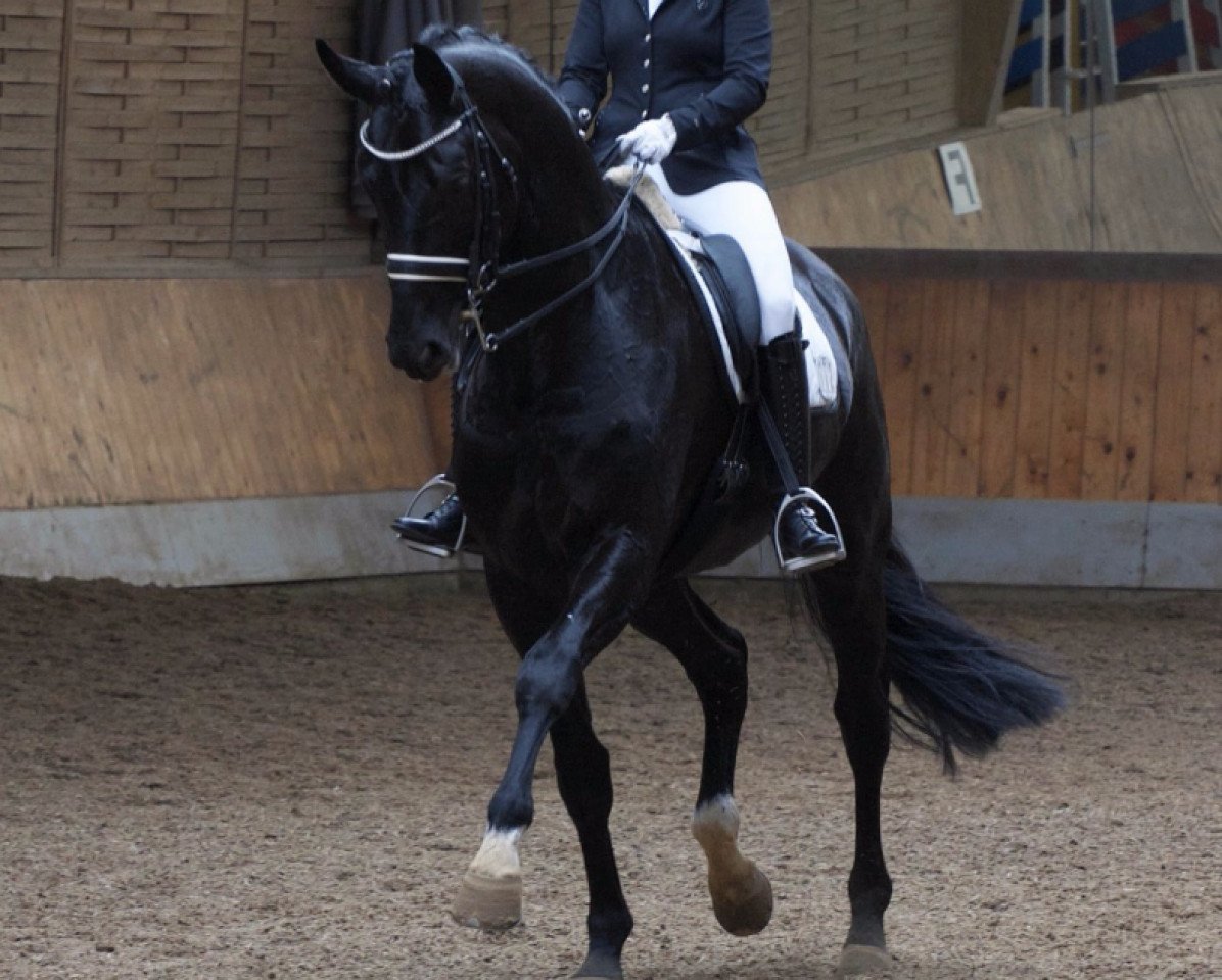stallion Sankt Anton 3 (Oldenburg, 2010, from San Amour I)