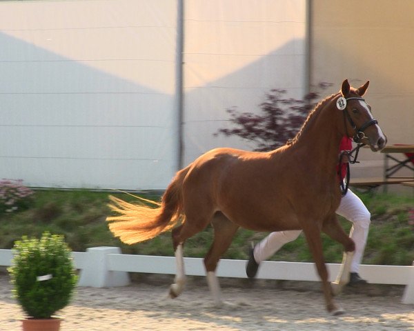 broodmare Sasu (German Riding Pony, 2010, from Silvertop's As)