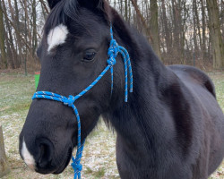 Pferd Lucina (Deutsches Reitpony, 2012, von Calvados)