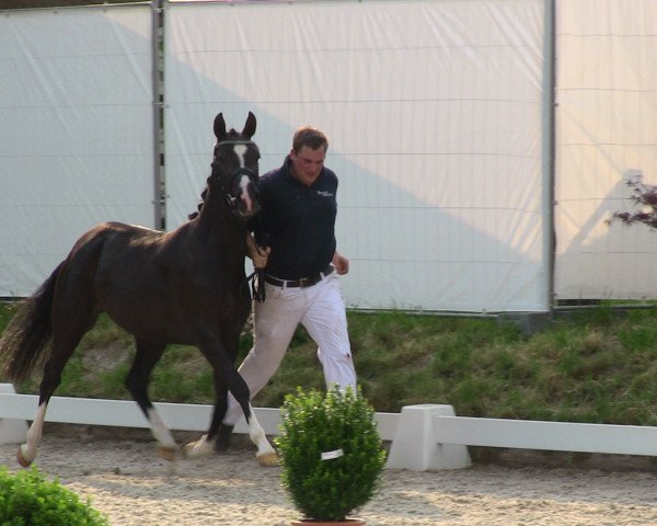 broodmare Vanilla Kiss (German Riding Pony, 2010, from Valido's Highlight)