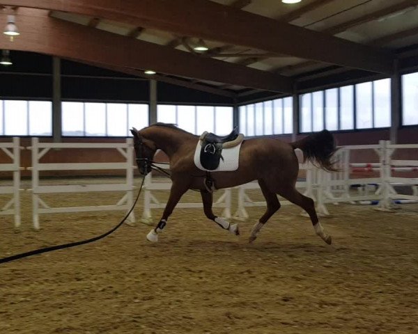 Video of Quantayi (Tigger)