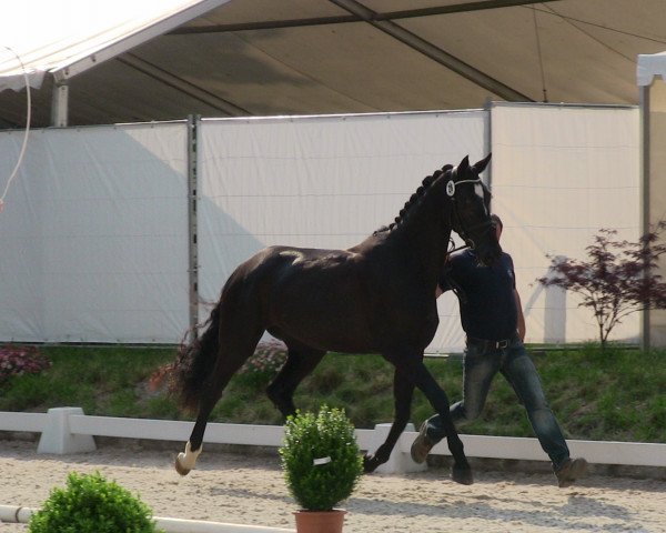 dressage horse Skyfall (Westphalian, 2010, from Starnberg)