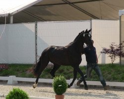 dressage horse Skyfall (Westphalian, 2010, from Starnberg)