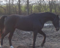 dressage horse Rotary 16 (German Warmblood, 2000, from Rubicell)