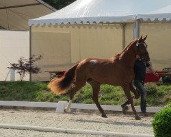 broodmare Savannah (Westphalian, 2010, from Starnberg)