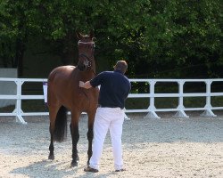 Springpferd Best Step (Westfale, 2010, von Blue Hors Bentley)