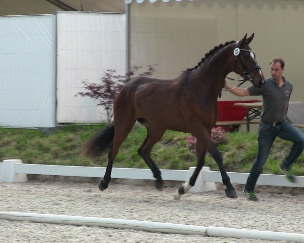 dressage horse Surface (Westphalian, 2010, from Sir Donnerhall I)