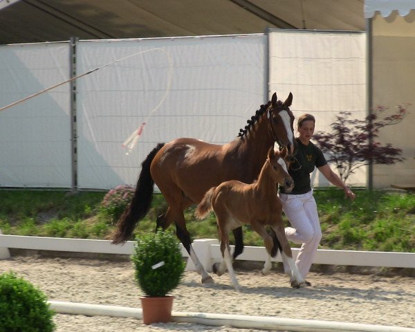 Dressurpferd Hengst von FS Daddy Cool (Deutsches Reitpony, 2013, von FS Daddy Cool)