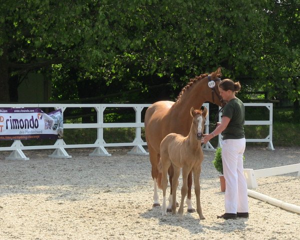 Dressurpferd Hengst von FS Don't Worry (Deutsches Reitpony, 2013, von FS Don't Worry)