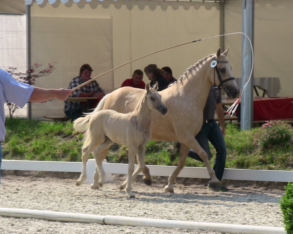 Springpferd Gleisberg Dreamcatcher (Deutsches Reitpony, 2013, von Dimension AT NRW)