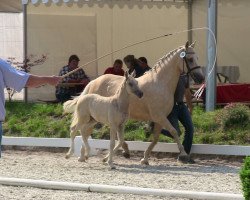 jumper Gleisberg Dreamcatcher (German Riding Pony, 2013, from Dimension AT NRW)