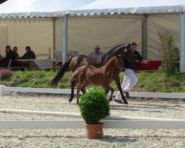 dressage horse Hengst von Dimension AT (German Riding Pony, 2013, from Dimension AT NRW)