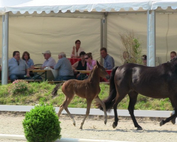 horse Stute von Going East (German Riding Pony, 2013, from Going East)