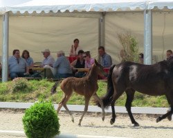 Pferd Stute von Going East (Deutsches Reitpony, 2013, von Going East)