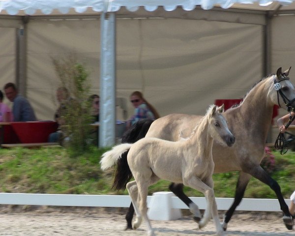 dressage horse Dancing Vanilla SI (German Riding Pony, 2013, from Donatelli)