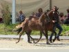 Zuchtstute Dancing Dendera (Deutsches Reitpony, 2013, von Dimension AT NRW)