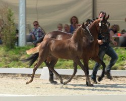 Zuchtstute Dancing Dendera (Deutsches Reitpony, 2013, von Dimension AT NRW)