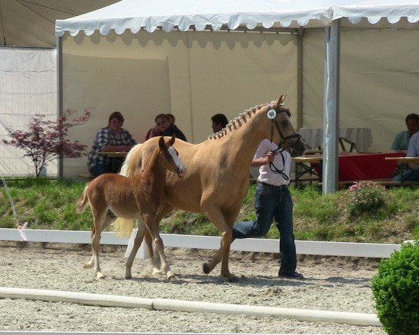 Dressurpferd Dreamily Dancer (Deutsches Reitpony, 2013, von Dreidimensional AT NRW)