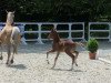 Dressurpferd Aischbachhofs Django Unchained (Deutsches Reitpony, 2013, von Dreidimensional AT NRW)