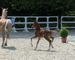 Dressurpferd Aischbachhofs Django Unchained (Deutsches Reitpony, 2013, von Dreidimensional AT NRW)