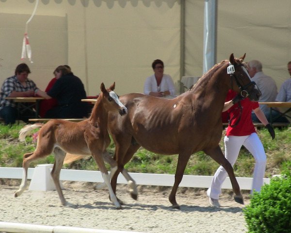 dressage horse Hengst von Dreidimensional AT (German Riding Pony, 2013, from Dreidimensional AT NRW)